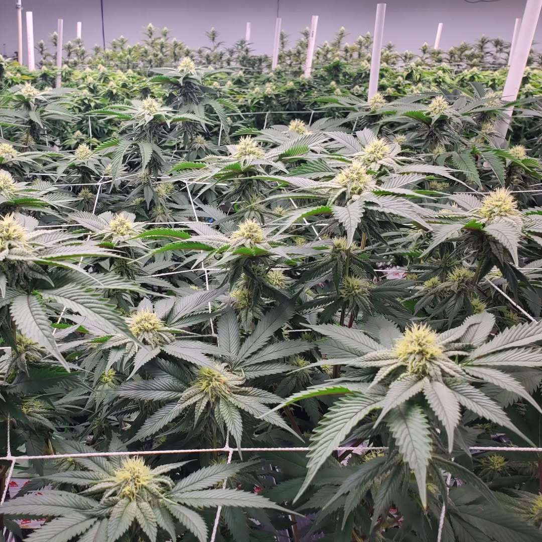 Cannabis plants growing at Alaska Greenworks cultivation facility in Anchorage
